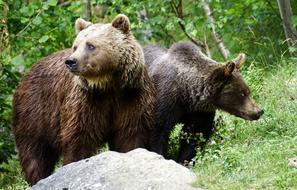 wild Brown Bears Animals