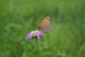 Butterfly Colorful Flower