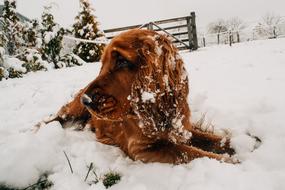 Brown Dog Snow