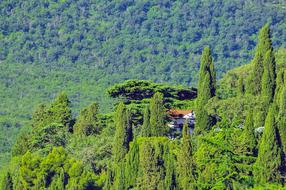 lush green forest