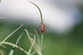 Green Insect Leaves blur