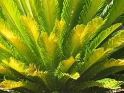 green palm plant