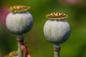 Poppy Capsules Seed