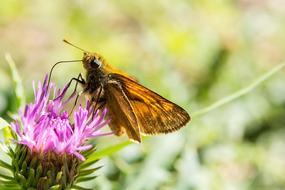 a large butterfly on a purple flower