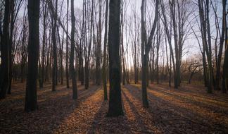 trees with shadows in the forest