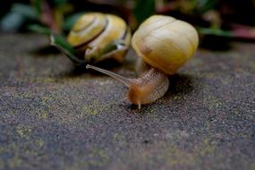 graceful Snails Mollusk