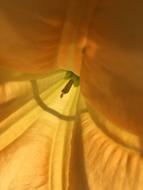 Flower Blossom Bloom Angel