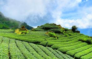 Tea garden Hillside