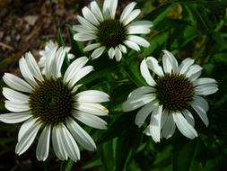Coneflower Nature White