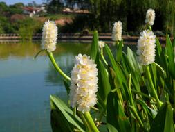 Pontedéria Aquatic Flowers