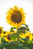 magnificent sunflower