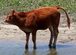 Calf Red Manzanares Spain