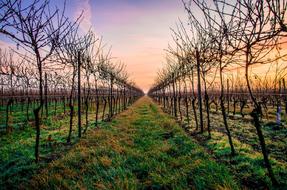 Green Grass Agriculture at sunset