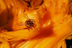 orange flower with a bee inside