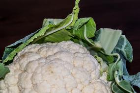 white succulent cabbage