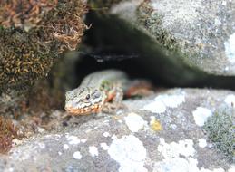 Lizard Masonry in nature