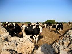 a herd of cows on a farm