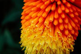 Yellow Orange Flower