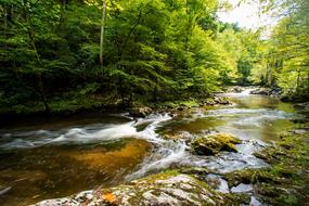 water with rocks and trees
