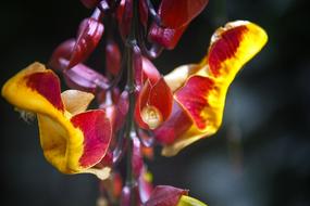 colorful tropical flower macro