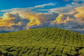 Sunrise Hills Landscape