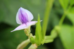 Plant Pods Flower