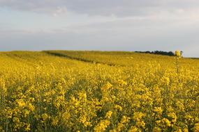 Rapeseed Brassica Napus Plant