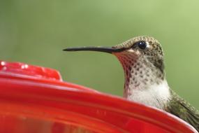 Wildlife Hummingbird Close Up