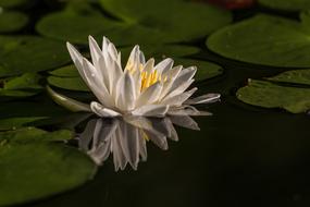 Water Flower Reflection