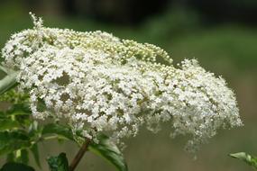 white wildflowers in a meadow