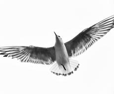 Black And White Bird Fly