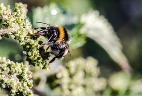 Meadow Hummel Bombus Pratorum