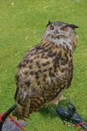 Scotland Owl