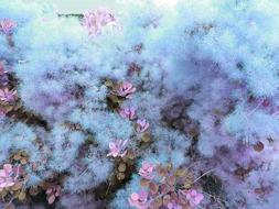 Wig Brush Close Up Plant Garden