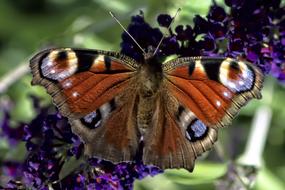 Insect Butterfly Macro