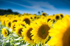 Sunflower Nature Summer