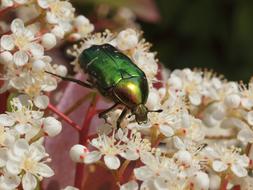 Insect Nature