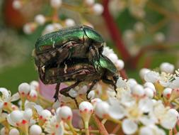 Insect Nature