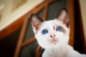 Portrait of the cute, colorful and beautiful cat with shiny, blue eyes