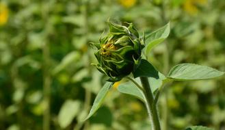 Sunflower Bud Flowers