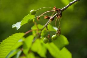 small fruits on the tree