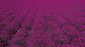 Field Flower Lavender