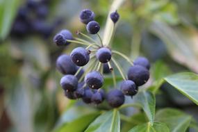 Ivy Fruit Blue