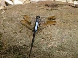 Dragonfly Nature Insect