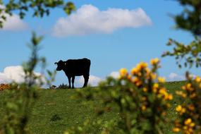 Cow Country Silhouette