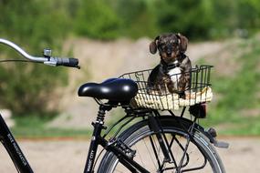 Bike Dog