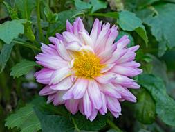 purple Dahlia Geothermal Flower