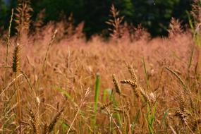 Wheat Campaign Prato