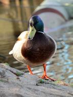 Duck Drake Mallard