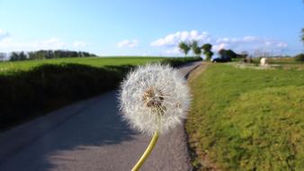 Dandelion Plant Spring